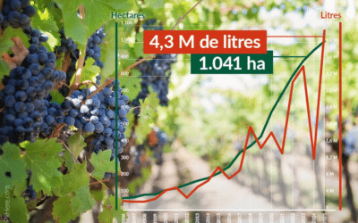 Les chiffres clés du secteur viticole wallon en 2025