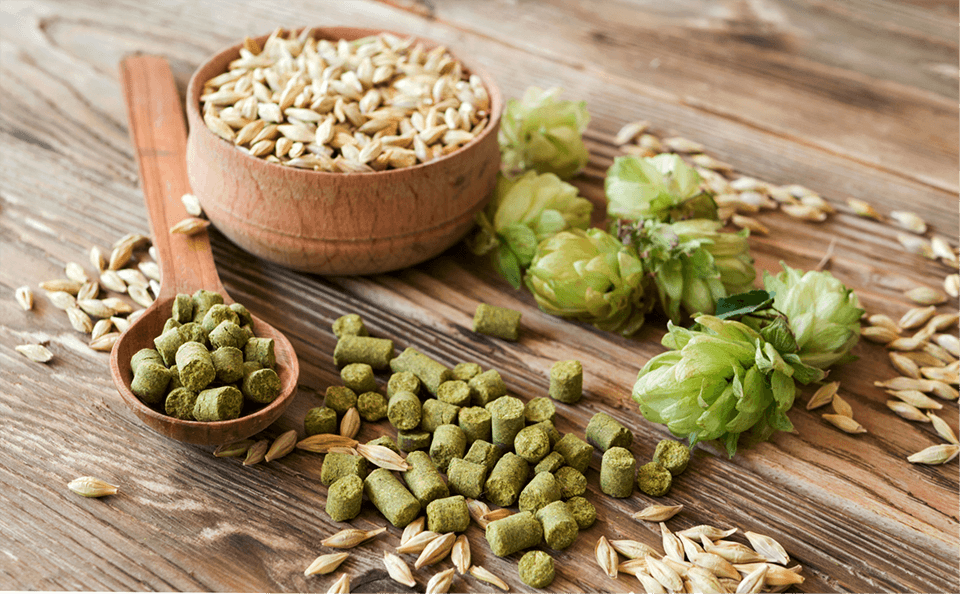 La production d’orge et de houblon