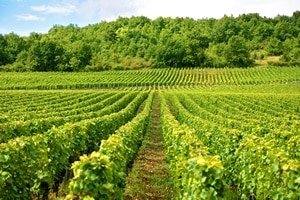 Les chiffres clés du secteur viticole wallon en 2023