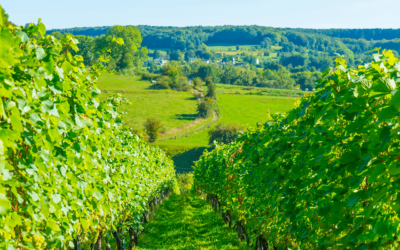 Les chiffres clés du secteur viticole wallon de 2019